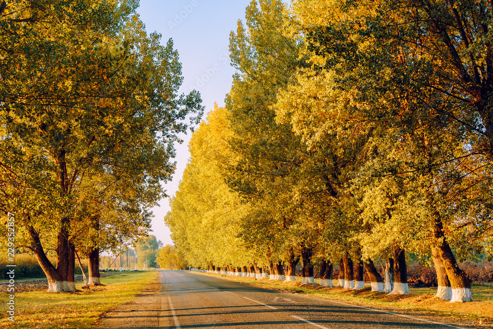 Country asphalt road passes through the field and autumn forest Country asphalt road passes through the field and autumn forest