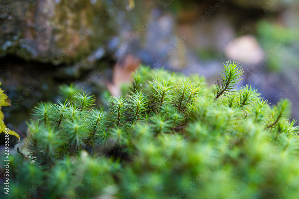 Macro Close Up Green Moss, Shallow Depth Of Field Macro Close Up Green Moss, Shallow Depth Of Field