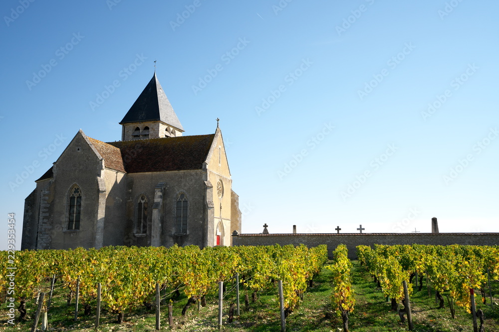 Chablis,France-October 16, 2018: Vineyard in Chablis, Bourgogne,France, in autumn