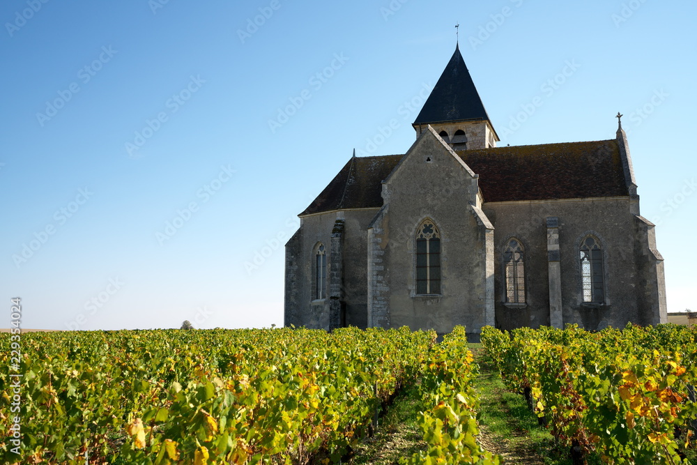 Chablis,France-October 16, 2018: Vineyard in Chablis, Bourgogne,France, in autumn