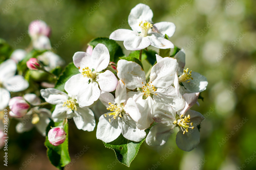 Apple trees flowers. the seed-bearing part of a plant, consisting of reproductive organs that are typically surrounded by a brightly colored corolla Apple trees flowers. the seed-bearing part of a plant, consisting of reproductive organs that are typically surrounded by a brightly colored corolla
