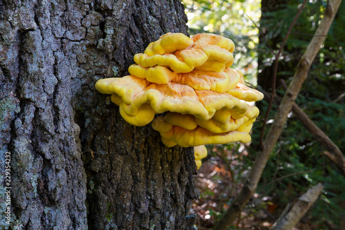 Chicken Of The Woods (Laetiporus sulphureus) Edible, Medicinal Mushrooms