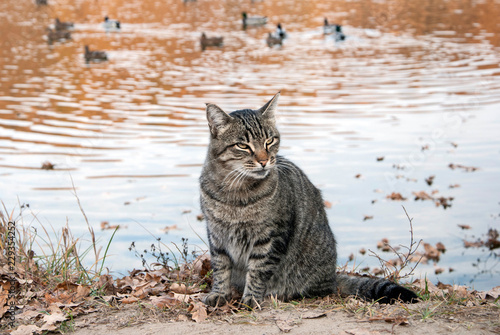 Striped Cat near the lake with wild ducks