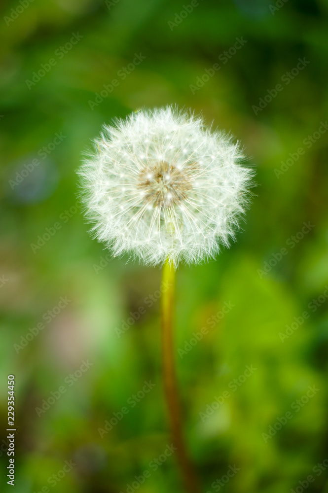 A beautiful white dandelion on a summer day is ready to fly away A beautiful white dandelion on a summer day is ready to fly away