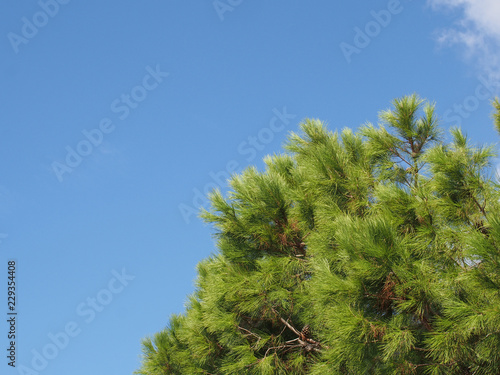close up of a bright green vibrant tropical pine tree top against a bright blue summer sunlit sky