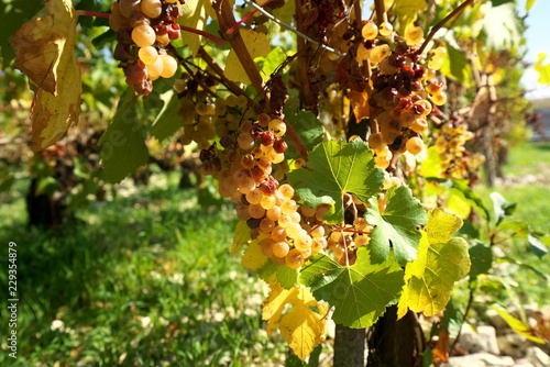 Chablis,France-October 16, 2018: Golden Gate of Burgundy, village of Chablis in Bourgogne region, famous for white wine