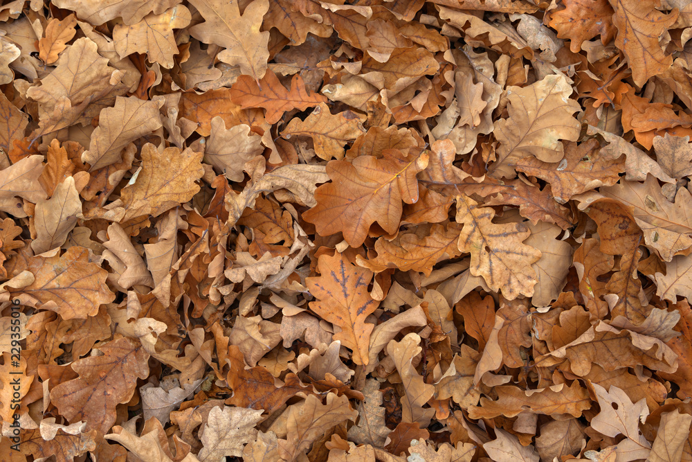 Carpet of fallen autumn leaves on grass. Beautiful colorful leaves in autumn forest. Red, orange, yellow, green and brown autumn leaves. Maple, hazel and oak dry foliage. Carpet of fallen autumn leaves on grass. Beautiful colorful leaves in autumn forest. Red, orange, yellow, green and brown autumn leaves. Maple, hazel and oak dry foliage.