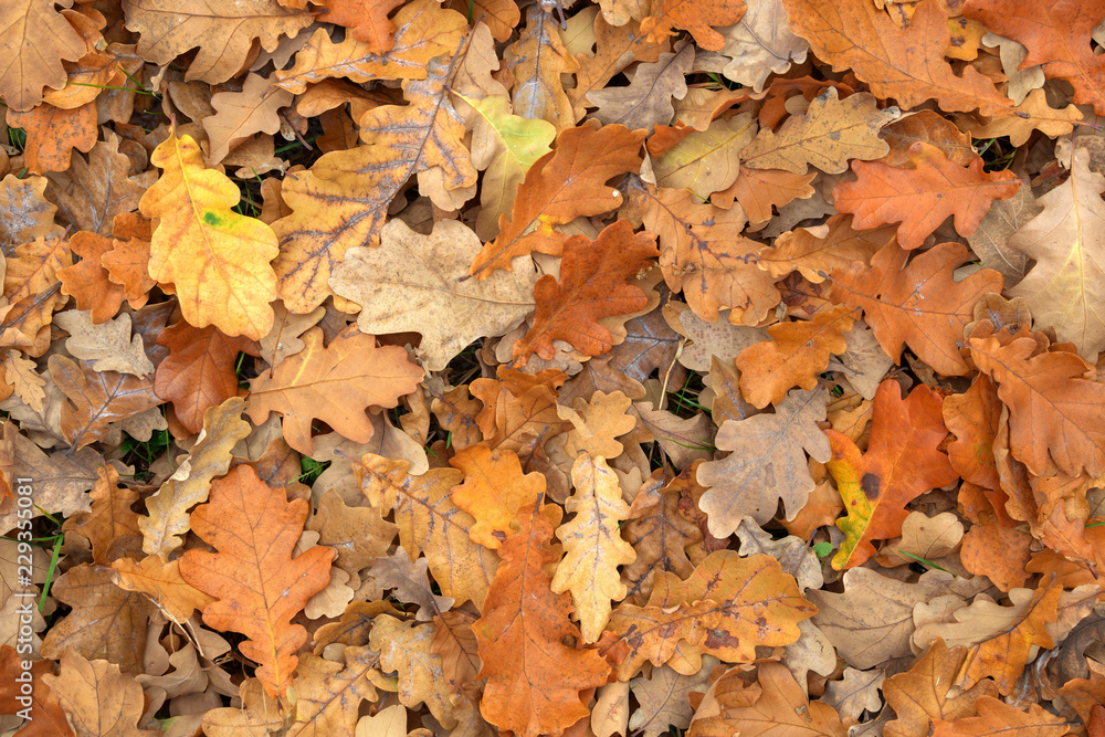 Carpet of fallen autumn leaves on grass. Beautiful colorful leaves in autumn forest. Red, orange, yellow, green and brown autumn leaves. Maple, hazel and oak dry foliage. Carpet of fallen autumn leaves on grass. Beautiful colorful leaves in autumn forest. Red, orange, yellow, green and brown autumn leaves. Maple, hazel and oak dry foliage.