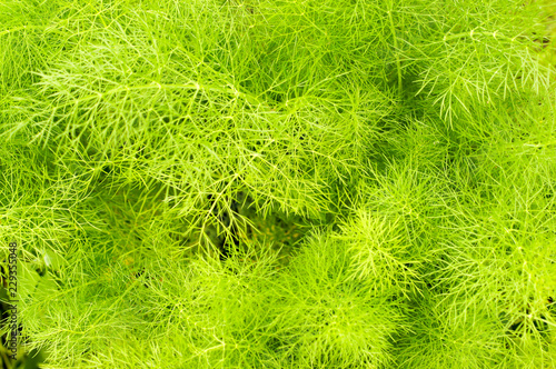 Beautiful green texture with leaf seasoning - fennel