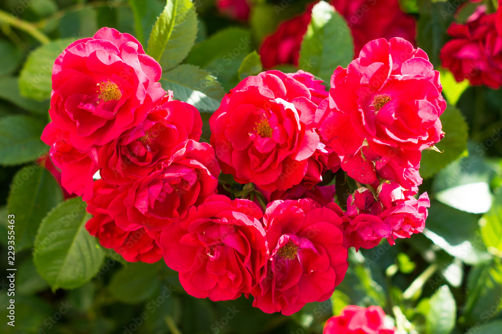 Red rose bushes with green leaves, a perfect gift for a woman for any occasion. Luxury view on a summer day Red rose bushes with green leaves, a perfect gift for a woman for any occasion. Luxury view on a summer day