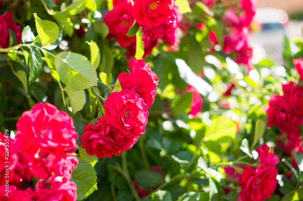 Red rose bushes with green leaves, a perfect gift for a woman for any occasion. Luxury view on a summer day Red rose bushes with green leaves, a perfect gift for a woman for any occasion. Luxury view on a summer day