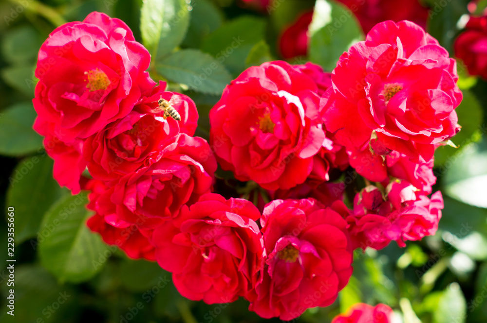 Red rose bushes with green leaves, a perfect gift for a woman for any occasion. Luxury view on a summer day Red rose bushes with green leaves, a perfect gift for a woman for any occasion. Luxury view on a summer day