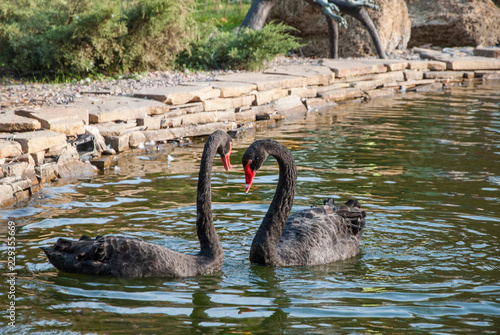 A pair of black swans swimming in the lake