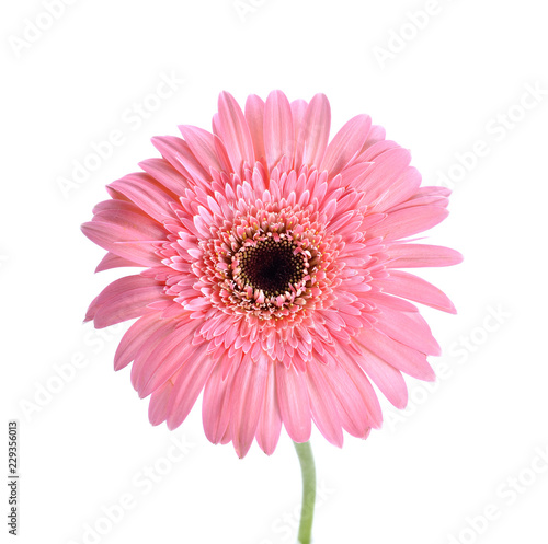 pink gerbera flower isolated on white background