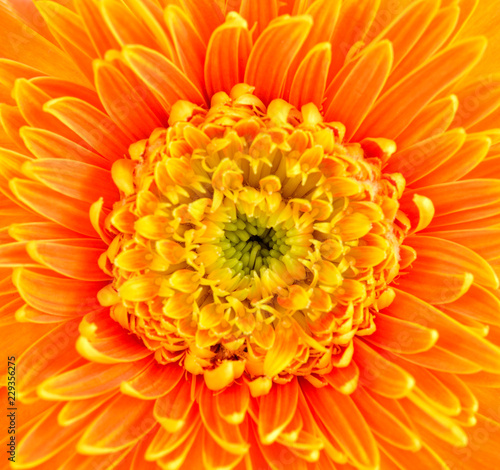 Closeup orange gerbera flower background