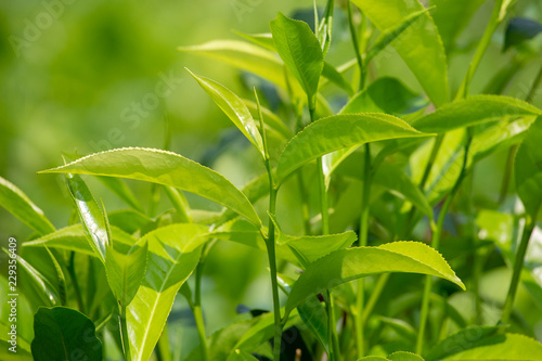 Young green leaves and leaf bud of the tea tree on plantation in Nuwara Eliya  Sri Lanka.