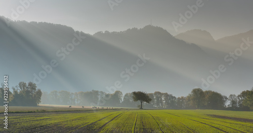 freshly planted agricultural field with small plants and a mountain landscape behind with lone tree and sunlight and sunbeams