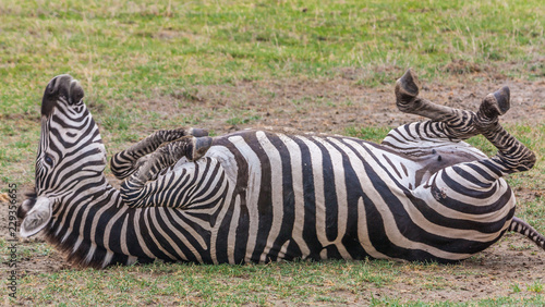 Zebra  Tanzania