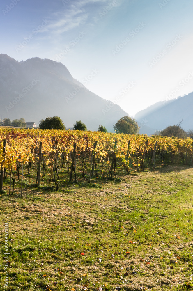 vineyard in golden fall colors with silhouettes of mountains behind