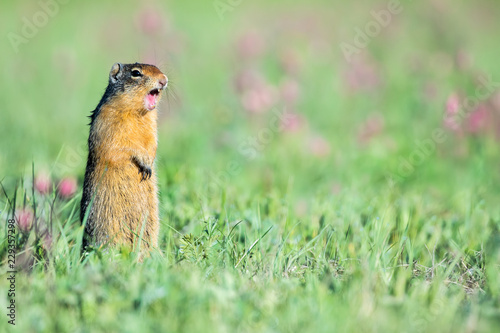 Columbian Ground Squirrel - Urocitellus columbianus, standing in a   field, with mouth open calling. Bokeh of grass and wildflowers in the background.