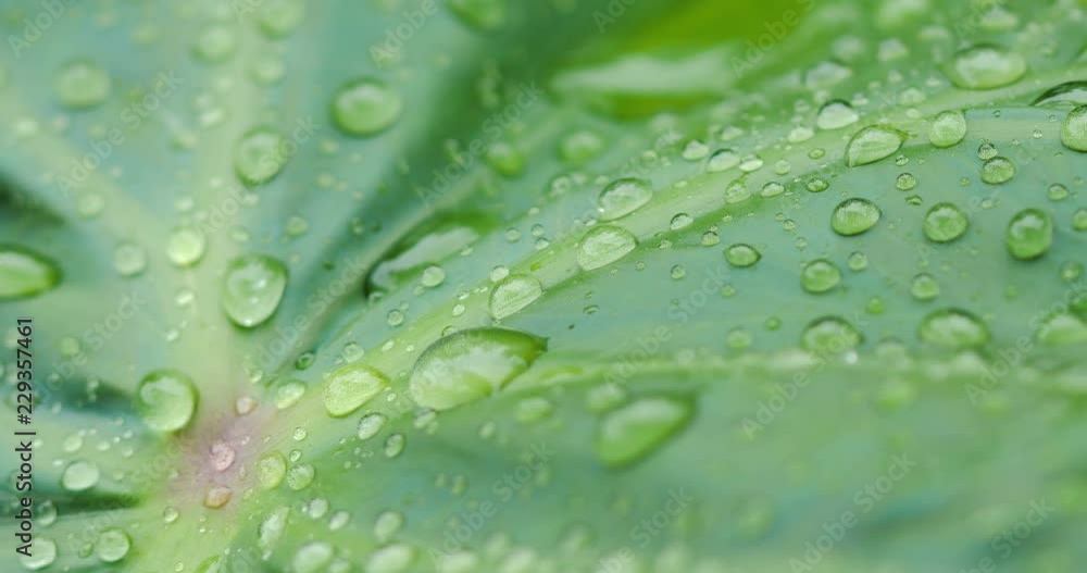 4K Nature water drop on fresh tree leaf with small rain atmosphere 4K Nature water drop on fresh tree leaf with small rain atmosphere