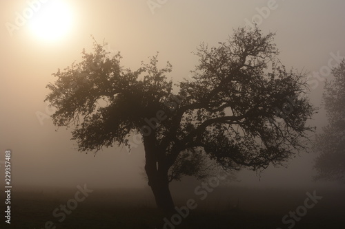 Baum Nebel Morgenrot Landschaft Herbst