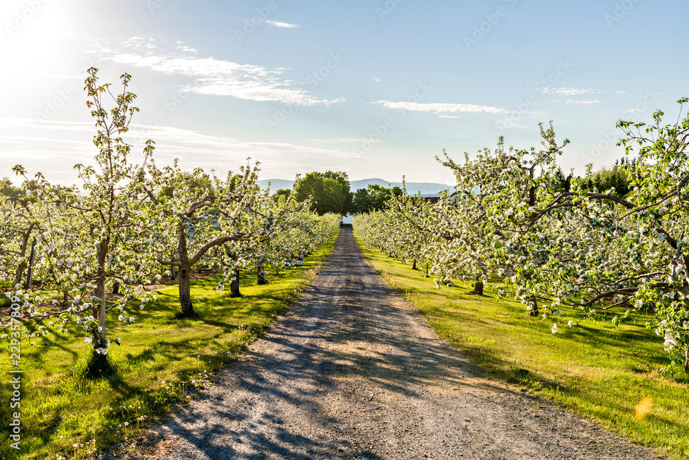 Obraz premium A Apple orchard with many blooming trees with white and pink flowers during summer