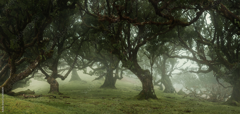 Fototapeta premium Panoramic view of fairy trees in the misty forest with copy space
