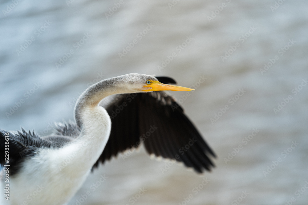 Water Bird Water Bird