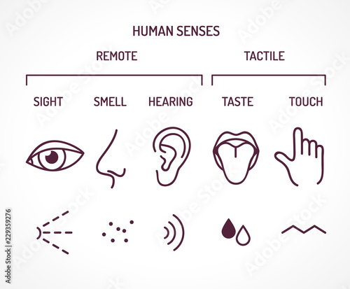Five basic human senses