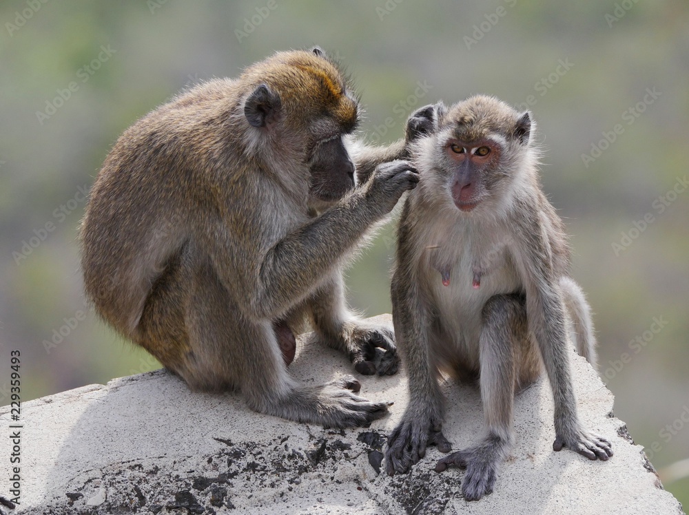 Obraz premium Mother monkey grooming child monkey