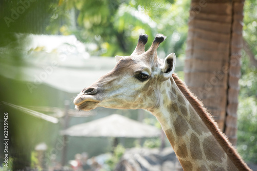 animal, giraffe