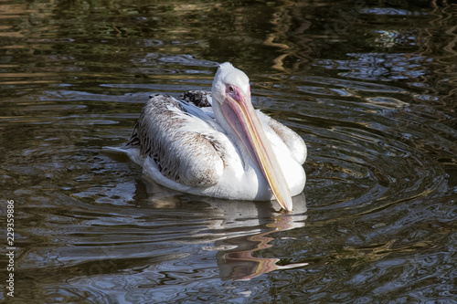 pelicans in water