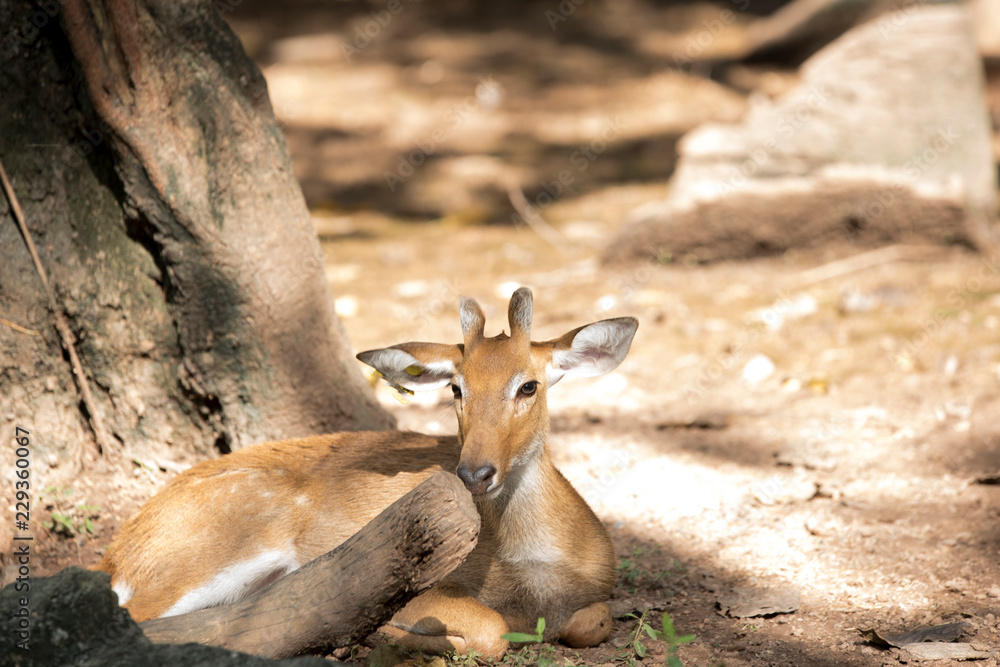 Deer as natural background or wallpaper. Deer as natural background or wallpaper.