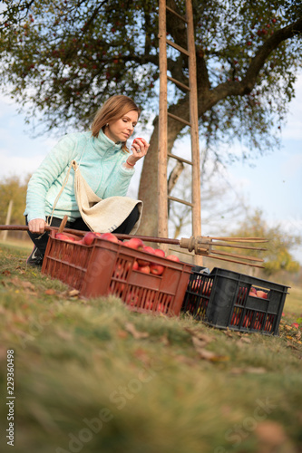 woman picking apples in an apple orchard