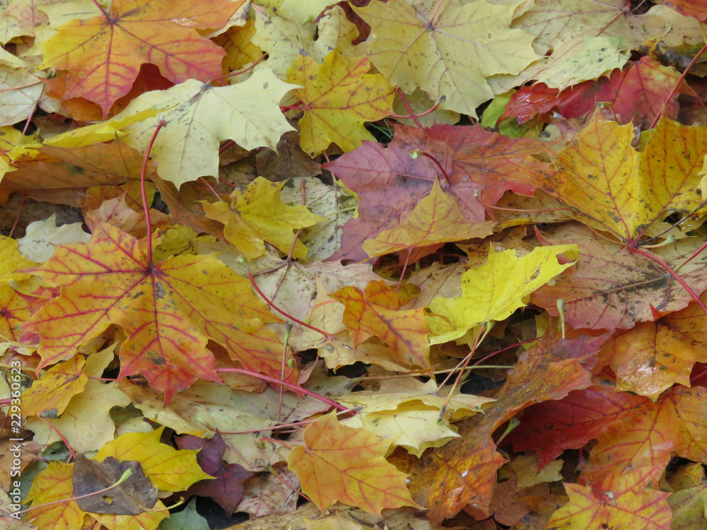 осень, кленовые листья, ковер из листьев