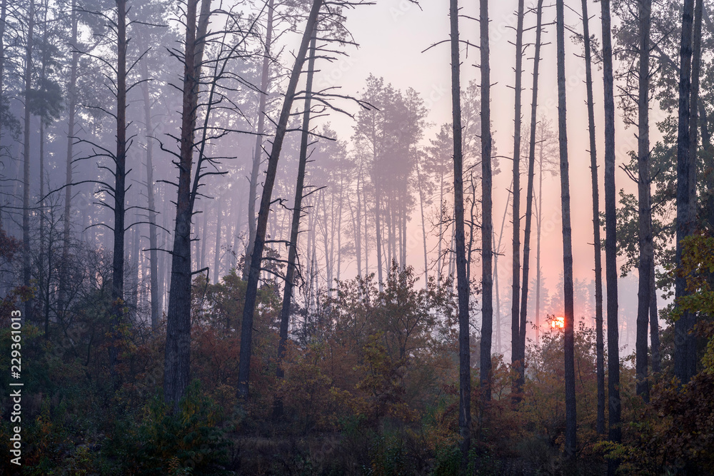Sunrise in a pine forest. The rising sun shines between the trees through the fog. Sunrise in a pine forest. The rising sun shines between the trees through the fog.