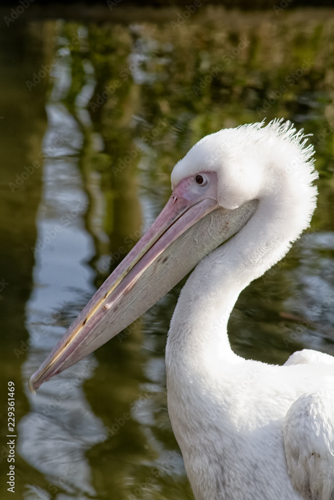 white pelican