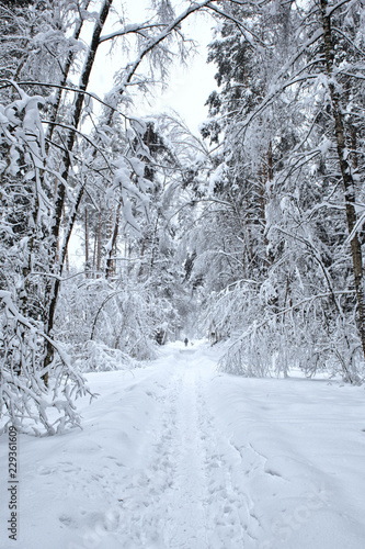 Path in the winter forest. A man with a dog go into the distance. The trees bent under the weight of snow.