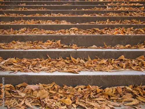 Stufen von einer Treppe bedeckt mit bunten Laub