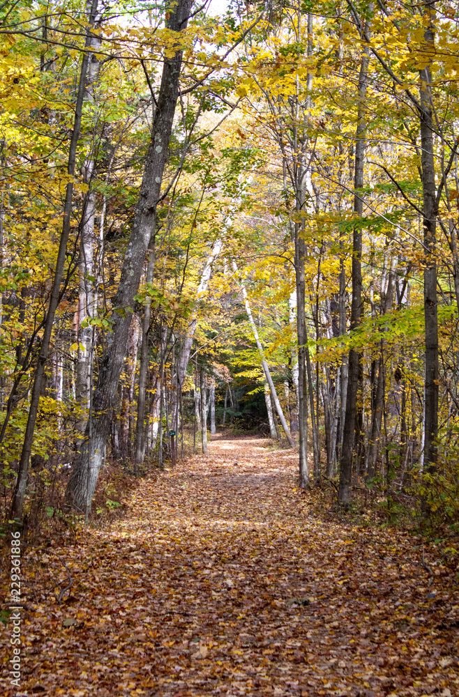 Fall on the Trail