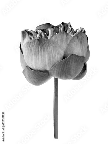 Lotus flower(black and white) isolated on white background.