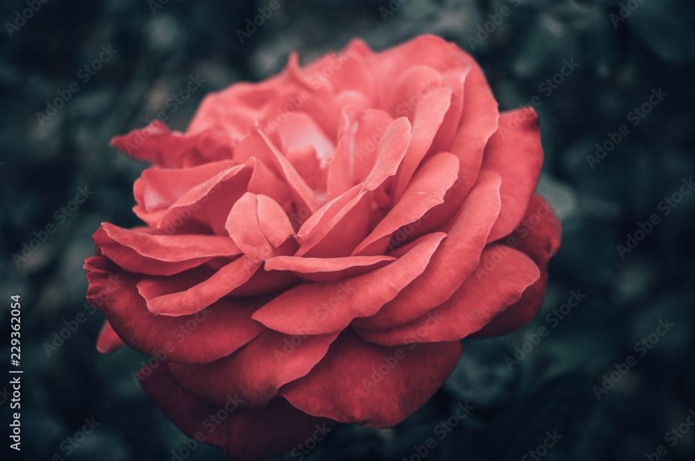 rose flower macro rose flower macro