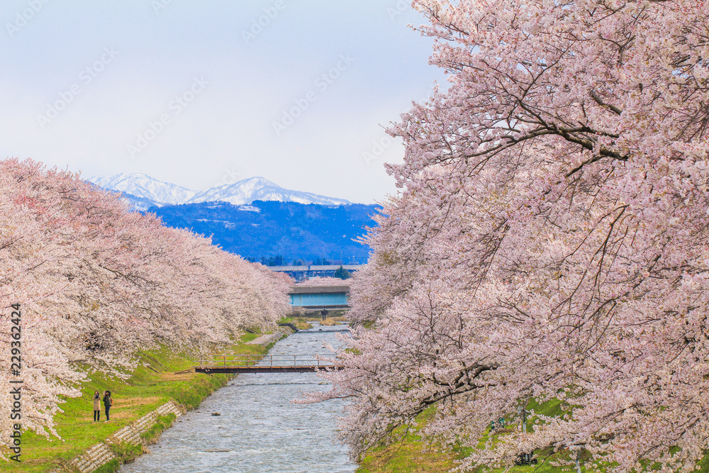 Cherry blossom trees or sakura along the bank of Funakawa River in the town of Asahi , Toyama Prefecture Japan. Cherry blossom trees or sakura along the bank of Funakawa River in the town of Asahi , Toyama Prefecture Japan.