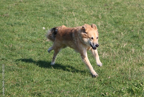 beautiful mixed shepherd dog is running in the garden