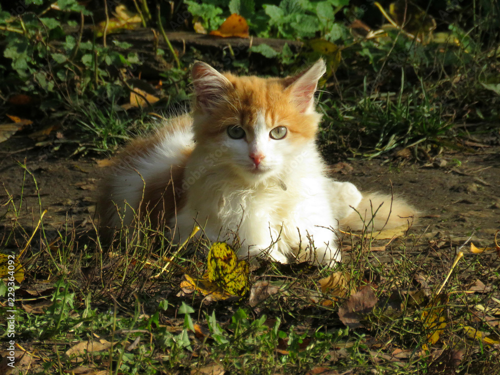 котенок котенок
