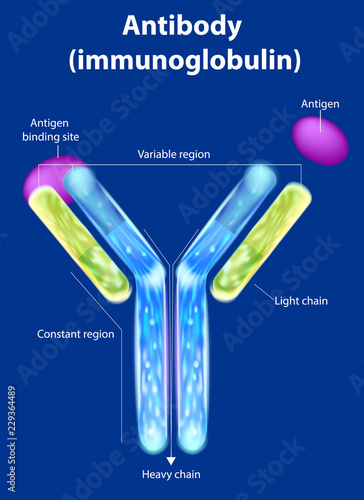 The structure of the antibody (immunoglobulin). Antibody binds to a specific antigen