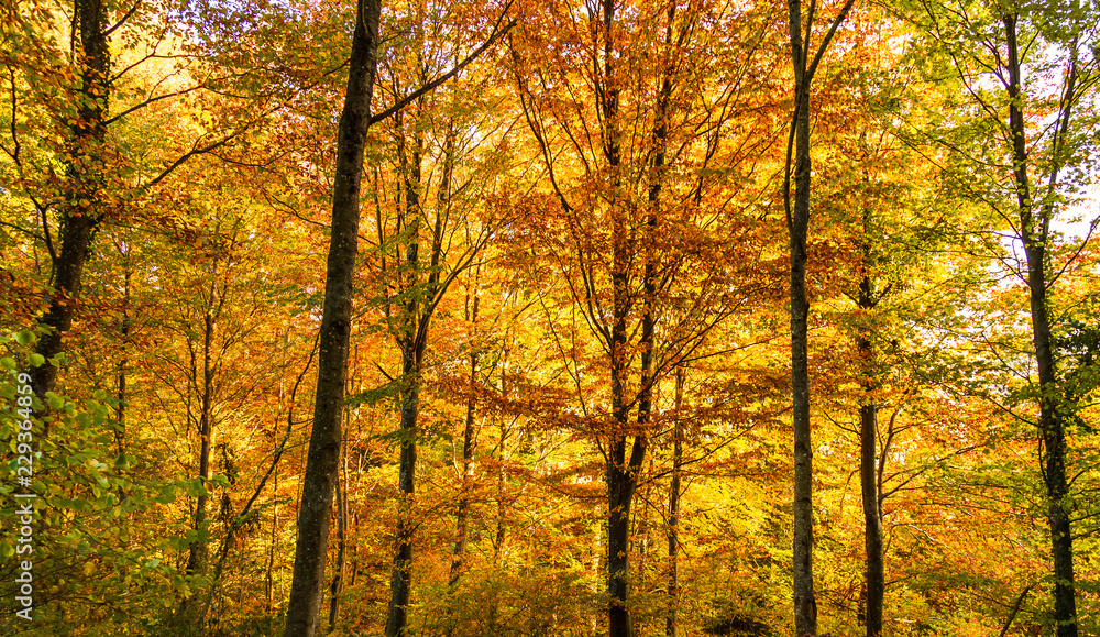 Forest. Nature. Autumn. Landscape. Trees.