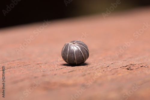 Pill bug