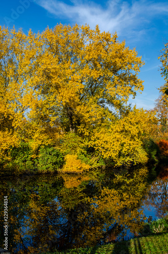 Bright yellowed autumn tree on the shore of the pond